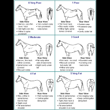 Condition Scoring And Weight Estimation Of Horses Equine