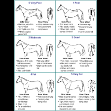 condition scoring and weight estimation of horses equine