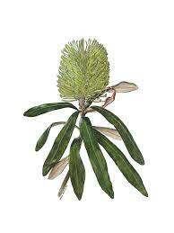 Banksia Integrifolia Flower In Watercolour Botanical Art Australian Wildflowers Art Photography