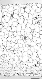 Check spelling or type a new query. Cross Section Of A Leaf Of Kalanchoe Daigremontiana Adaxial Download Scientific Diagram