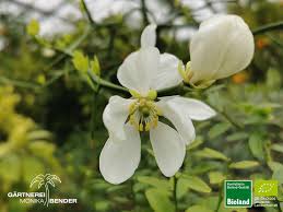 Maybe you would like to learn more about one of these? Winterharte Bitterorange Poncirus Trifoliata Bioland Bioland Gartnerei Monika Bender Online Shop