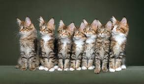 They have soft chirping voices, like to play in their water bowl, play hockey with their maine coon kibble, sit on their housemates and wonder where they went, plop on the sofa to watch tv with you. Maine Coon Cat Breed Information