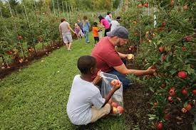 The barton family celebrates 30years providing seasonal pyo apples, peaches, plums, nectarines, blueberries, sweet corn, pumpkins and full garden crop. Where To Pick Apples In Upstate Ny List Of Every Orchard U Pick Newyorkupstate Com