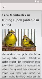Burung cipoh tidak bisa dibilang mahal, anda sudah bisa membelinya dengan harga kisaran puluhan ribu. Budidaya Cipoh For Android Apk Download