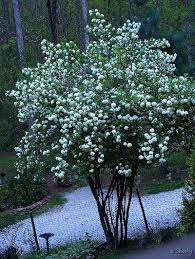 Snowball Viburnum Viburnum Bush Snowball Viburnum Viburnum