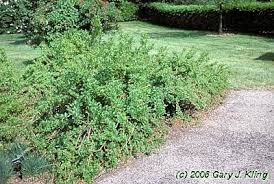 Forsythia X Arnold Dwarf Habit Uiplants Shrubs Plants Forsythia