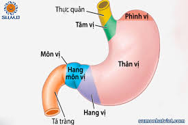 Maybe you would like to learn more about one of these? Nguyen Nhan Gay Bá»‡nh Dáº¡ Day Sumo Nháº­t Viá»‡t Hotline 0962 567 869