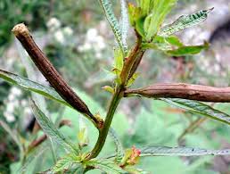 Image result for Ludwigia octovalvis