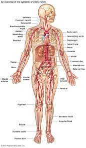 View, isolate, and learn human anatomy structures with zygote body. Gz 0486 Of Human Anatomical Organs Human Anatomy Diagram Anatomy Human Body Schematic Wiring