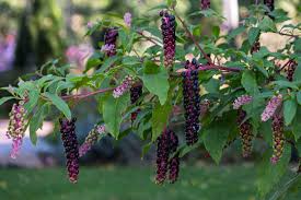 Image result for Phytolaccaceae