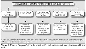 Desempeña un papel fundamental en la regulación del volumen sanguíneo y la resistencia vascular sistémica. El Sistema Renina Angiotensina Aldosterona Y El Estado Protrombotico