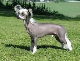 Maybe you would like to learn more about one of these? Life Span Of Chinese Crested