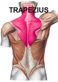 Irritation, inflammation, back rib injury, strained or pulled back muscles, or a herniated disc can all cause pain in ribs and back. The Complete Guide To Training Your Back