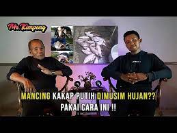 Kegiatan budidaya ikan kakap putih dapat dilakukan ditambak maupun. Cara Terbaik Mancing Kakap Putih Saat Musim Hujan Youtube