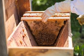 Top bar hives have been around for centuries. Buying Your First Top Bar Hive Bee Built