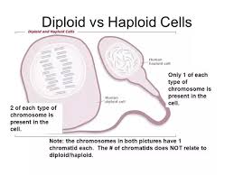 Understanding diploid, the concept of ploidy, the difference between haploid and diploid cells, and the biological importance of diploids. How Are Diploid Cell Structured Quora