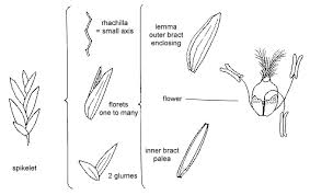 Image result for Meiosperma bracteatum