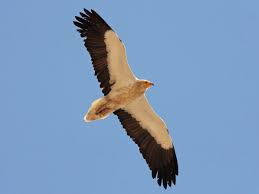 Find the perfect egyptian vulture stock photos and editorial news pictures from getty images. Egyptian Vulture Ebird