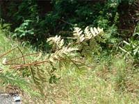 Image result for Doryopteris concolor