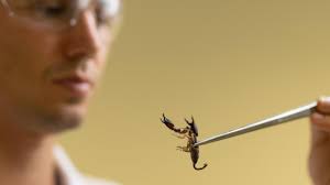 How UQ scientist endured 180 animal stings for research