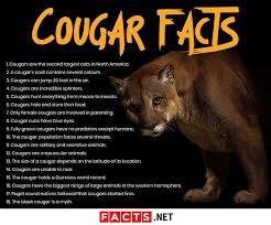 Cougar display at dreamworld at gold coast, australia Facts About Cougars Ability Behavior Diet More Facts Net