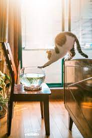 Magical Meow Bad Cats Pretty Cats Silly Cats
