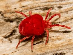 Image result for red mite