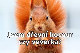 2 448 tykkäystä · 9 puhuu tästä. Czeskie Memy Robia Furore W Internecie Jezyk Czeski Kopalnia Memow Dlaczego Nas Bawi Nie Da Sie Go Nie Lubic Polska Times