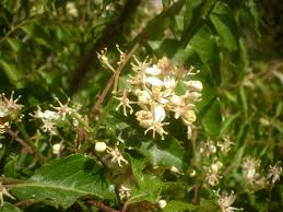 Image result for Clausena anisata
