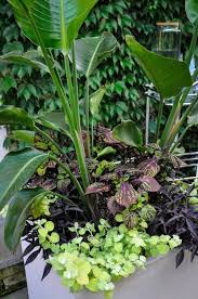 Giant Bird Of Paradise In Pots Container Garden Combinations Garden Design Garden Design Magazine Garden Containers Container Gardening
