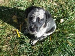 Not only will you be providing a pet a loving house, but you'll also be providing. Rehoming Your Dog In Montrose Co Rehome By Adopt A Pet Com