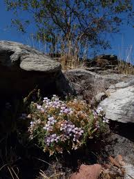 Image result for Strobilanthopsis
