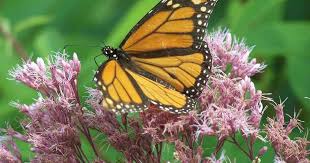 Check spelling or type a new query. Beautiful Joe Pye Weed How To Grow And How Useful Is It