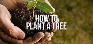 Korobi tree plantation video during lockdown period. How To Plant Trees In 5 Easy Steps Budget Dumpster
