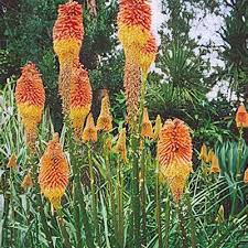 Image result for Kniphofia thomsonii