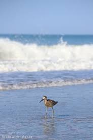 Water Birds Of North Georgia Shore Birds Of The Brunswick Islands Bird Species St Simons Island Georgia Shorebirds
