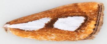 Image result for Catoptria pinella