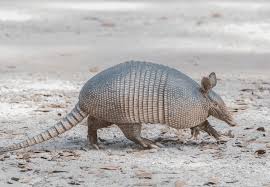 Armadillo Armor: Mechanical Testing And Micro-Structural Evaluation -  Sciencedirect