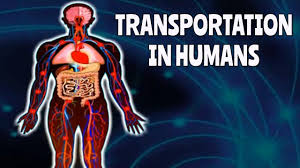 Transportation In Human Beings Educational Videos Youtube