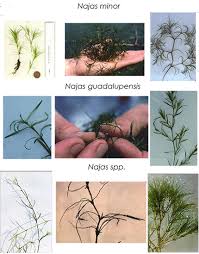 Image result for Najadaceae