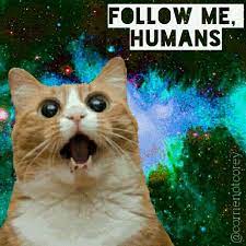 Listing Full See Pt 2 Cat Party Cat Animation Partying Hard
