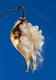 Milkweed Vine Pod Split Open Milkweed Pods Seed Pods Milkweed