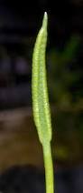 Image result for Ophioglossum costatum