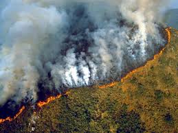 Fires Could Turn Amazon Into Desert As Human Activity And Climate Change Threaten Lungs Of The World Says Study Amazon Rainforest Deforestation Rainforest Deforestation Amazon Rainforest