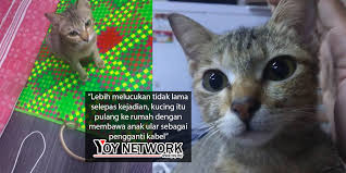 Video anak kucing ini tingkahnya lucu dan imut banget like & subscribe!! Kena Marah Kerana Putuskan Kabel Kucing Comel Ini Bawa Balik Anak Ular Sebagai Ganti Yoy Network