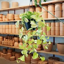 Image result for Epipremnum aureum