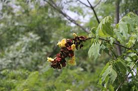 Image result for Markhamia lutea
