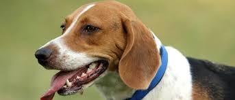 Image result for Harrier dog