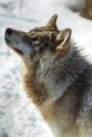 Pin By Julie Ross On Wolves Wolf Pups Wolf Pictures Wolf Spirit Wolf Photos