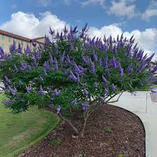 Image result for Vitex